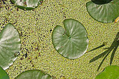 桌面助理软件《战盟桌面精灵》现已推出抢先体验版