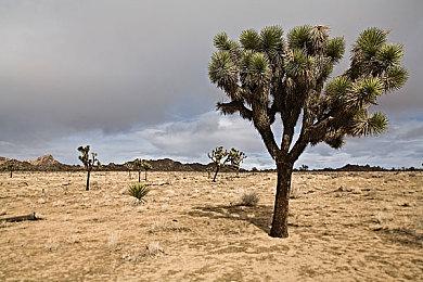 剧透警告！ 《丝之歌》Steam新增集换式卡牌和社区物品